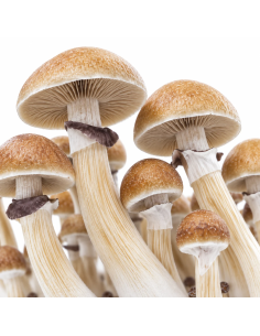 Kit de culture Fresh Mushrooms McKennaii, 1200 ml 2