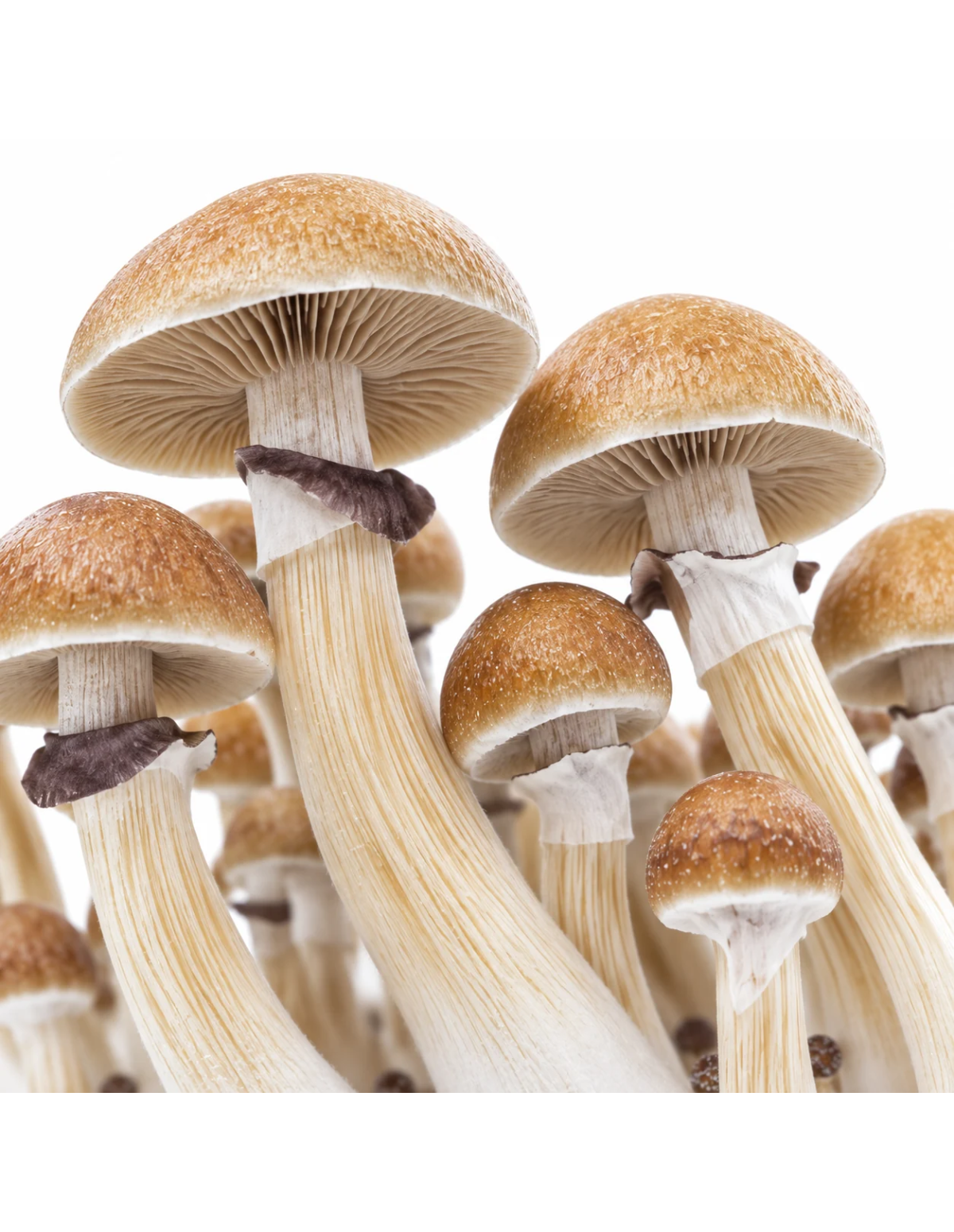 Kit de culture Fresh Mushrooms McKennaii, 1200 ml – détail des chapeaux et des pieds
