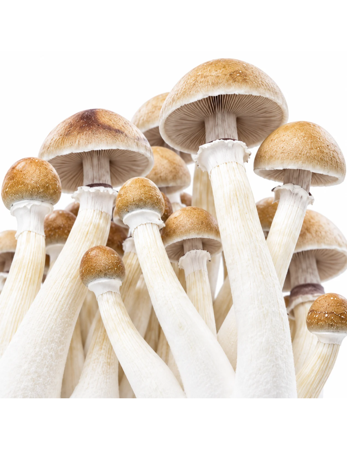Kit de culture Fresh Mushrooms Mexican, 1200 ml – gros plan sur les pieds et les lamelles