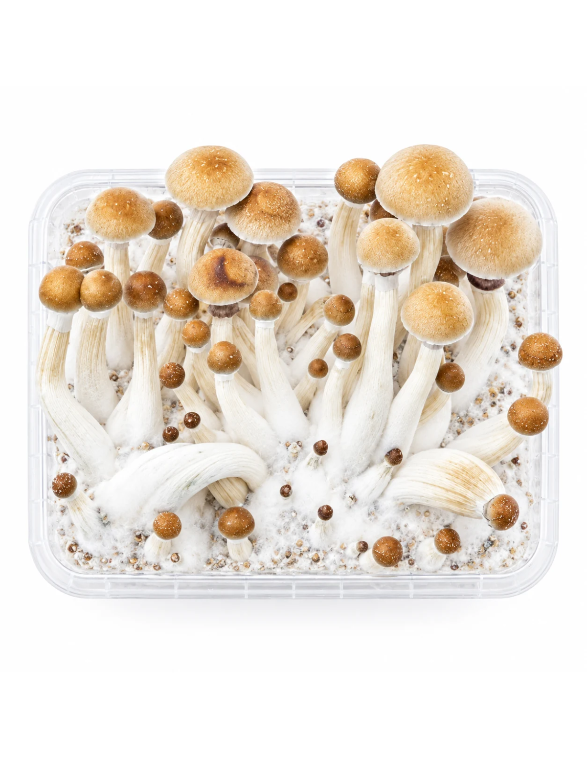 Kit de culture Fresh Mushrooms Mexican, 1200 ml – bac ouvert vu du dessus