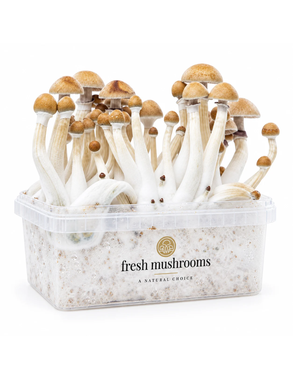 Kit de culture Fresh Mushrooms Mexican, 1200 ml – bac vu de trois quarts, autre côté
