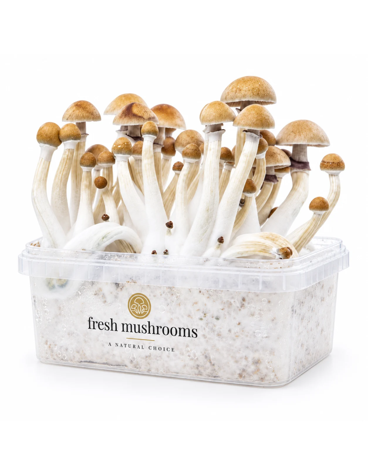 Kit de culture Fresh Mushrooms Mexican, 1200 ml – bac vu de trois quarts