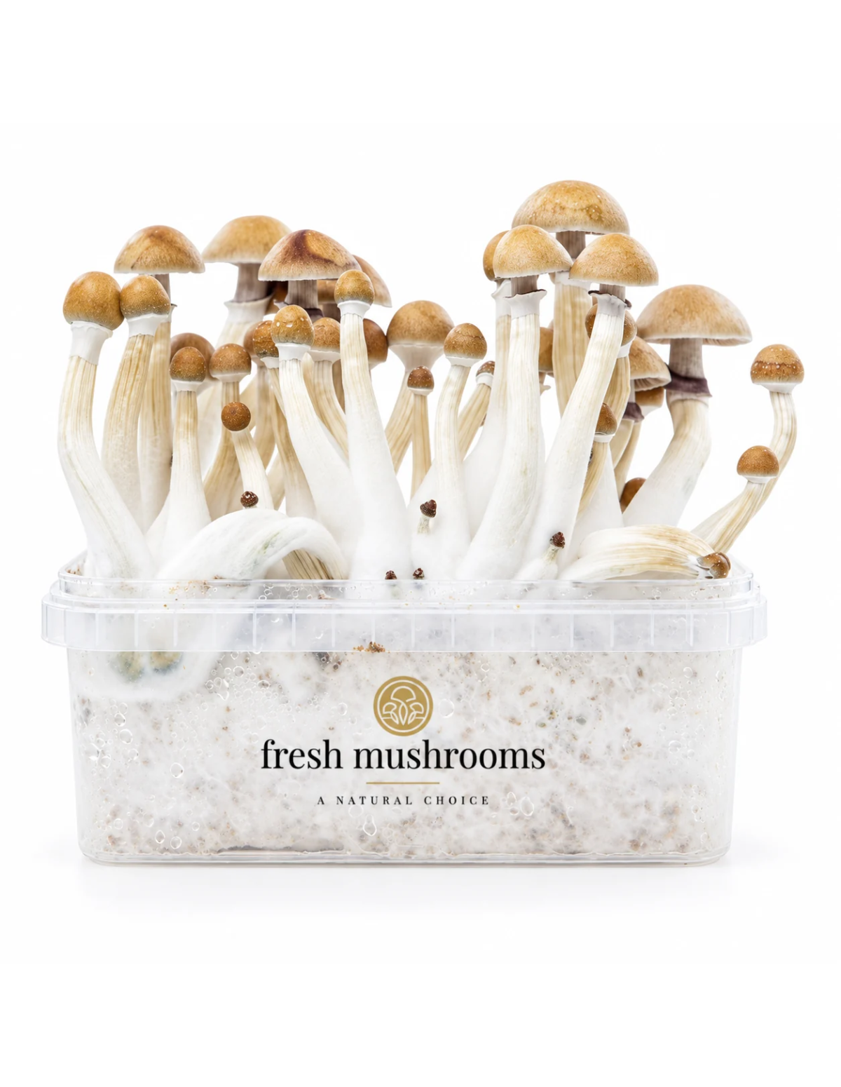 Kit de culture Fresh Mushrooms Mexican, 1200 ml – bac vu de face avec champignons développés