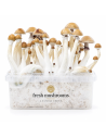 Kit de culture Fresh Mushrooms Mexican, 1200 ml – bac vu de face avec champignons développés
