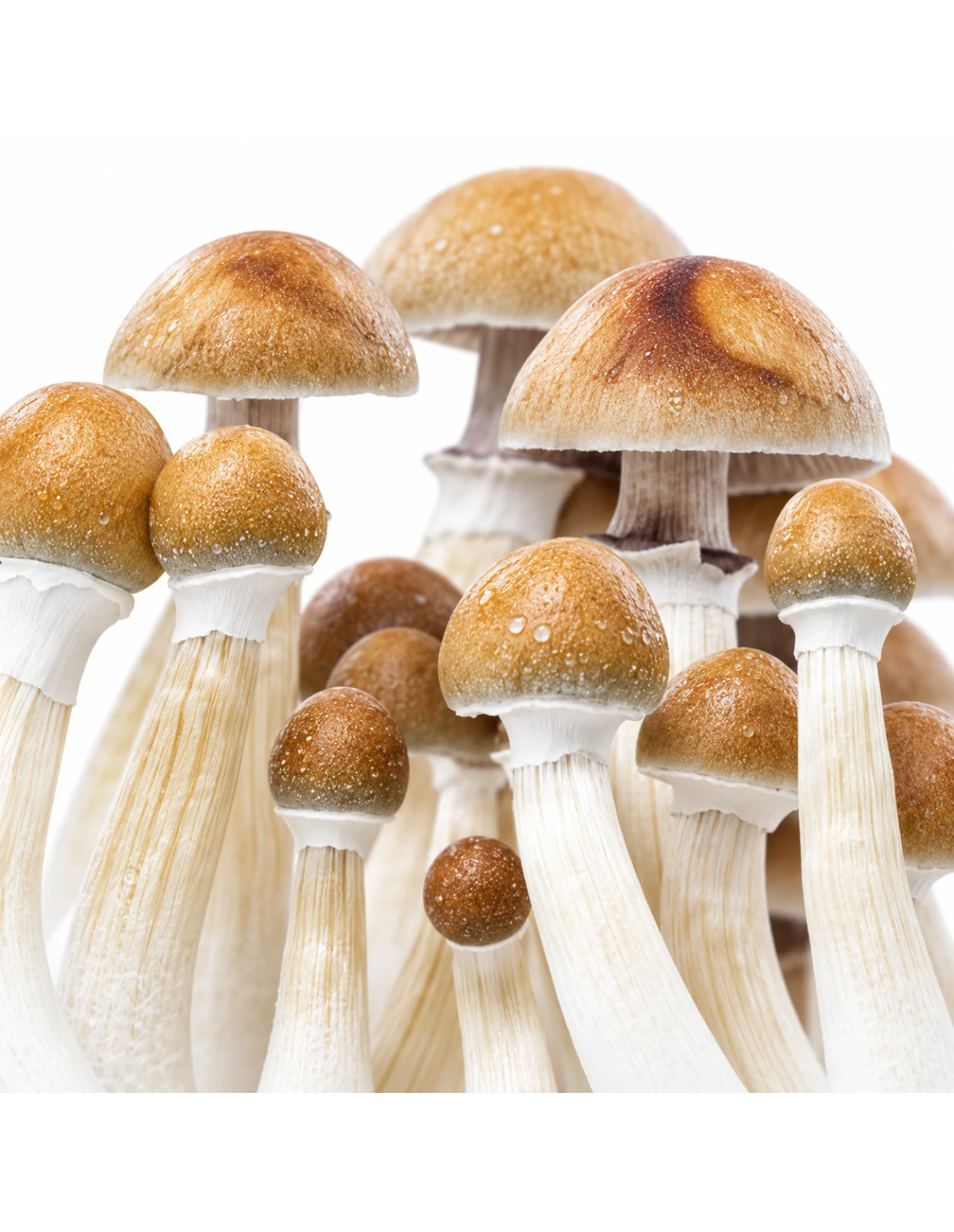 Kit de culture Fresh Mushrooms Mexican, 1200 ml – gros plan sur les chapeaux