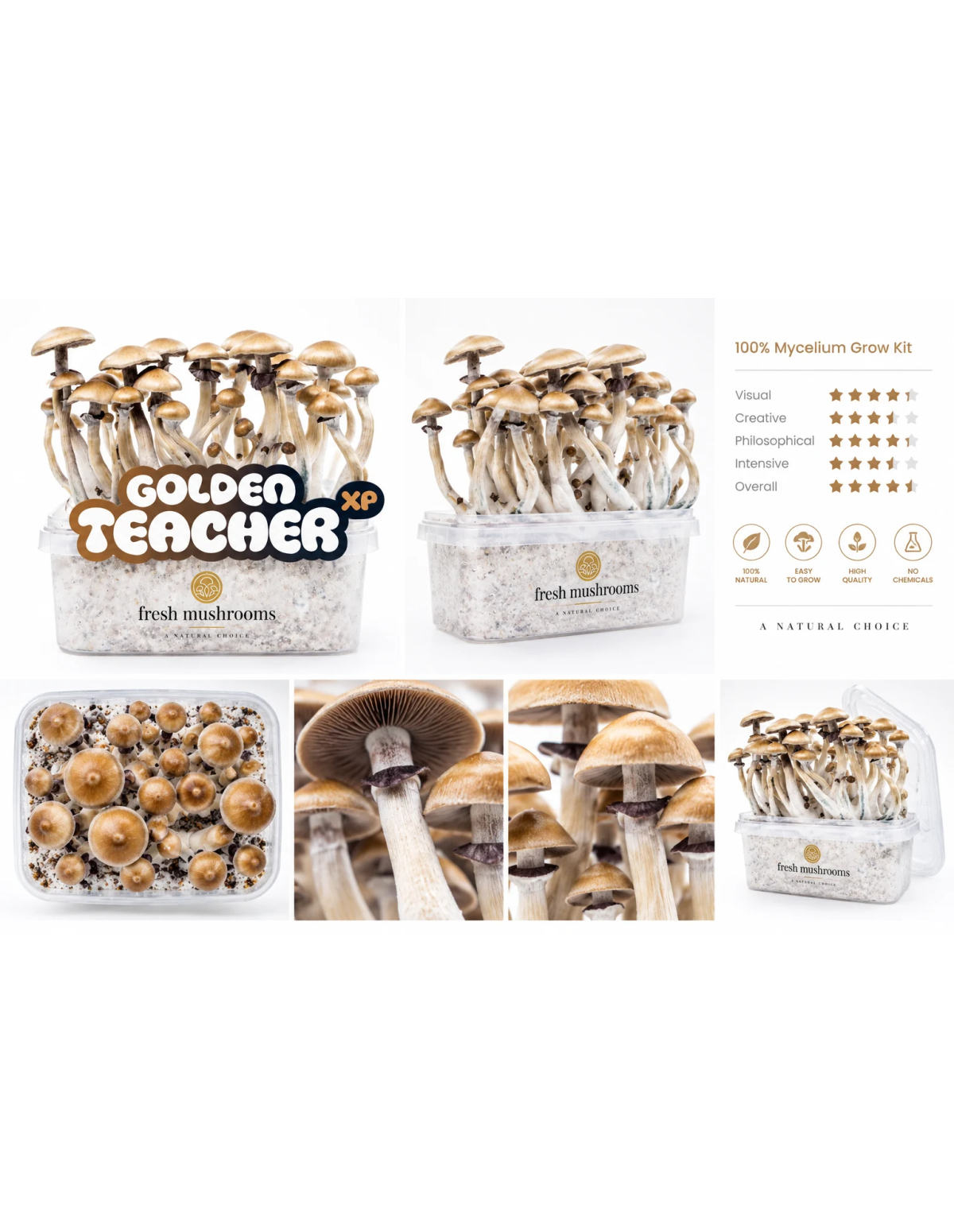 Kit de culture Fresh Mushrooms Golden Teacher, 1200 ml – boîte et vues de détail