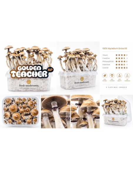 Kit de culture Fresh Mushrooms Golden Teacher, 1200 ml – boîte et vues de détail