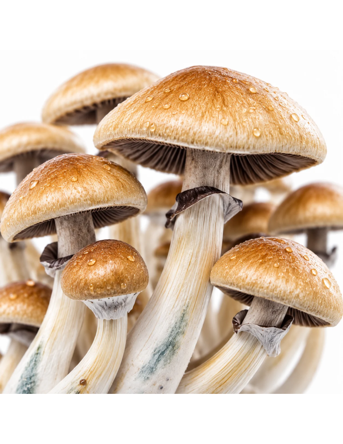Kit de culture Fresh Mushrooms Golden Teacher, 1200 ml – détail des chapeaux