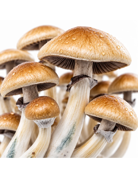 Kit de culture Fresh Mushrooms Golden Teacher, 1200 ml – détail des chapeaux