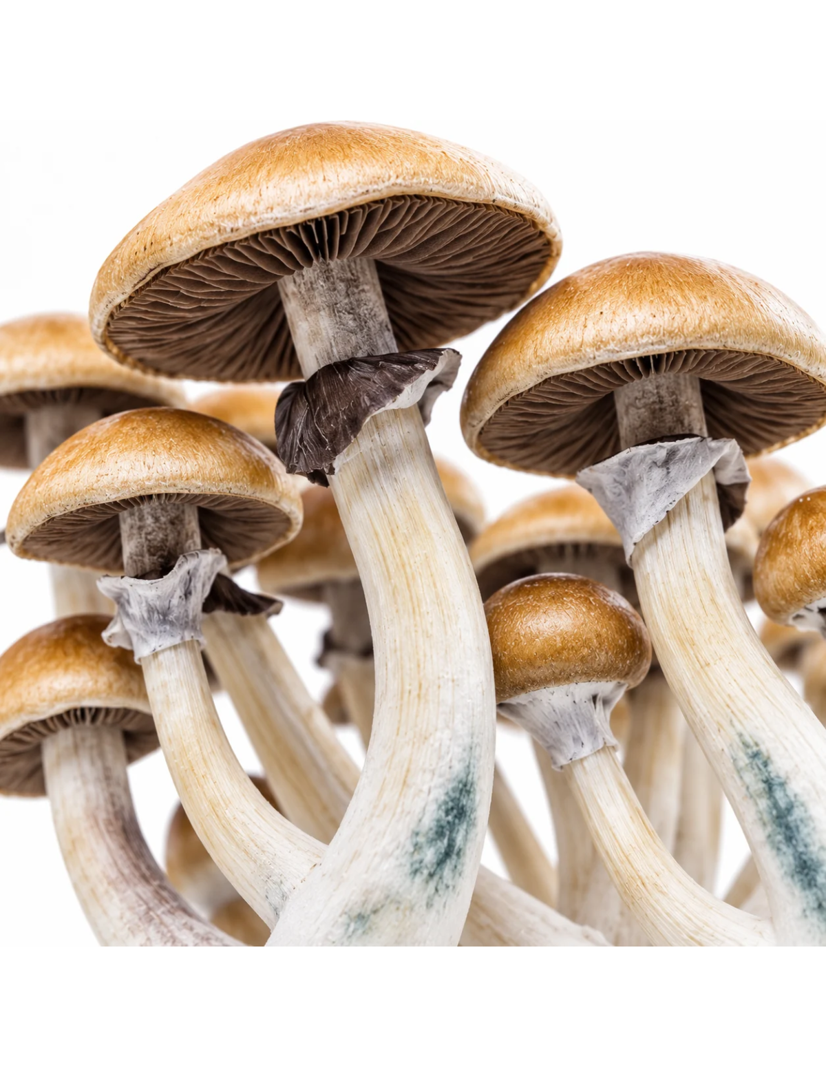 Kit de culture Fresh Mushrooms Golden Teacher, 1200 ml – détail