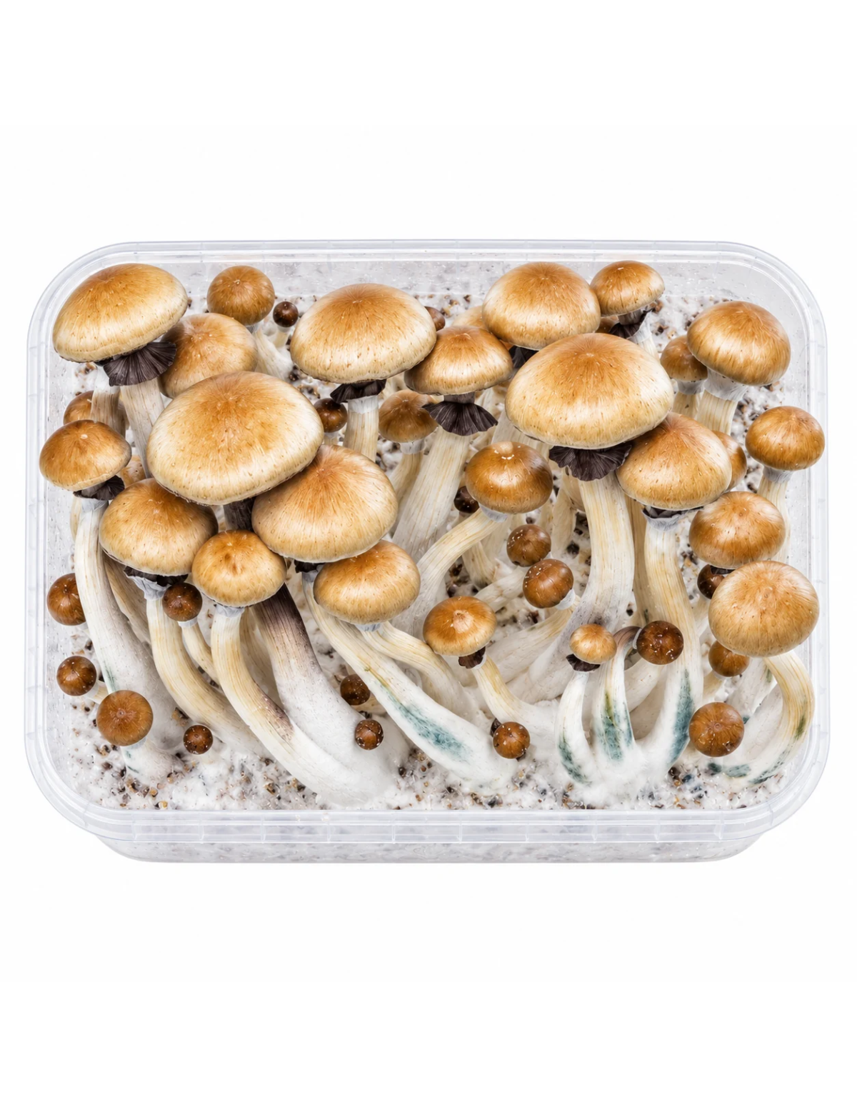 Kit de culture Fresh Mushrooms Golden Teacher, 1200 ml – exemple : contenant avec champignons développés, vue de dessus