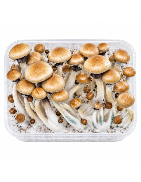 Kit de culture Fresh Mushrooms Golden Teacher, 1200 ml – exemple : contenant avec champignons développés, vue de dessus