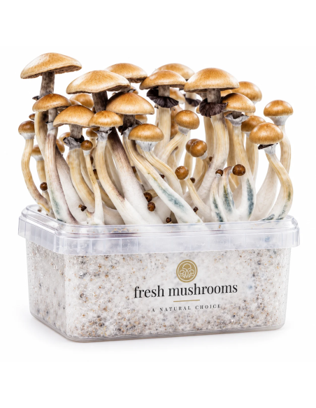 Kit de culture Fresh Mushrooms Golden Teacher, 1200 ml – exemple : contenant avec champignons développés et logo de la marque