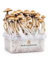 Kit de culture Fresh Mushrooms Golden Teacher, 1200 ml – exemple : contenant avec champignons développés et logo de la marque