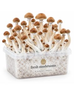 Kit de culture Fresh Mushrooms B+, 1200 ml