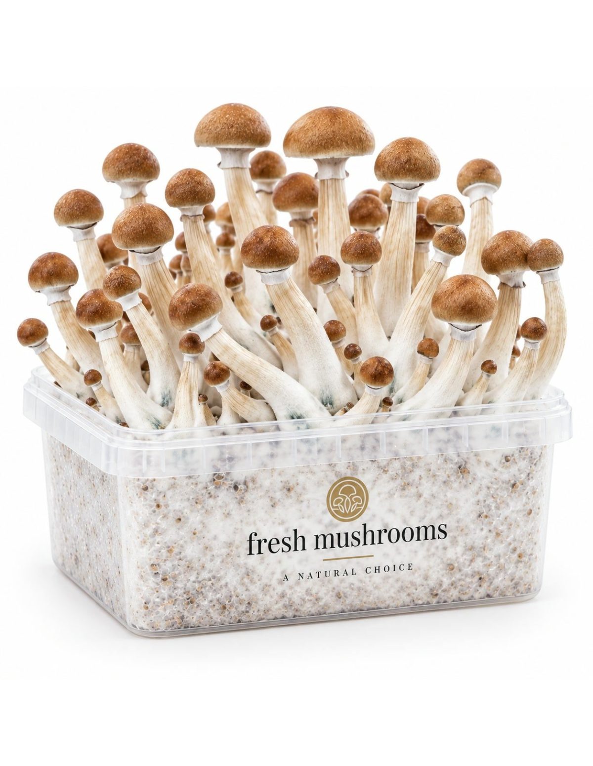 Kit de culture Fresh Mushrooms B+, 1200 ml – kit avec champignons, vue de face