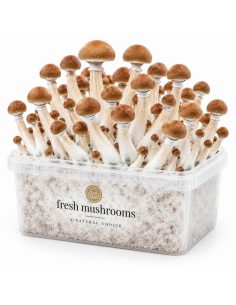 Kit de culture Fresh Mushrooms B+, 1200 ml 2