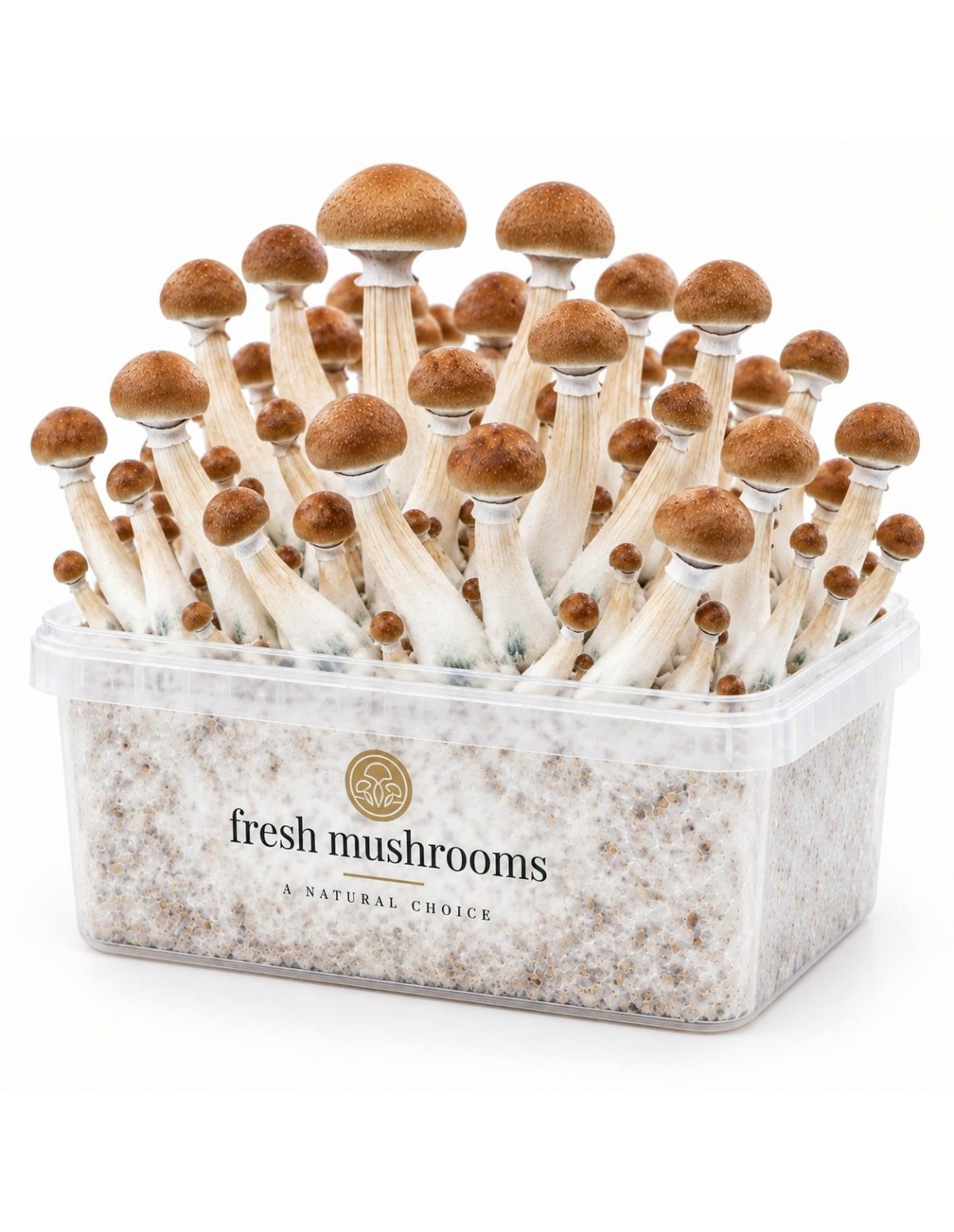 Kit de culture Fresh Mushrooms B+, 1200 ml – kit avec champignons, vue de l’autre côté