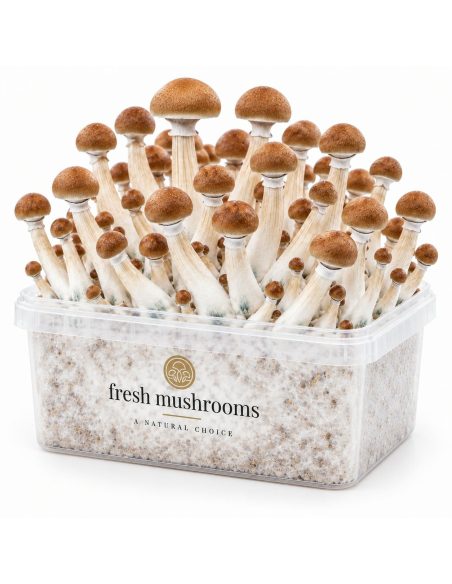 Kit de culture Fresh Mushrooms B+, 1200 ml – kit avec champignons, vue de l’autre côté