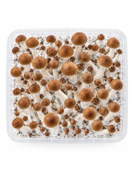 Kit de culture Fresh Mushrooms B+, 1200 ml – kit vu du dessus