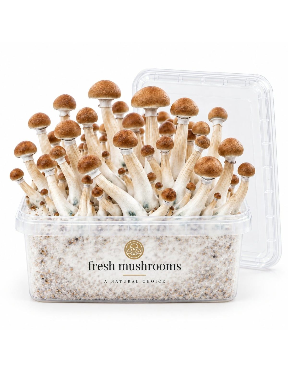 Kit de culture Fresh Mushrooms B+, 1200 ml – kit ouvert, couvercle posé à côté