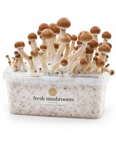 Kit de culture Fresh Mushrooms Ecuador, 1200 ml