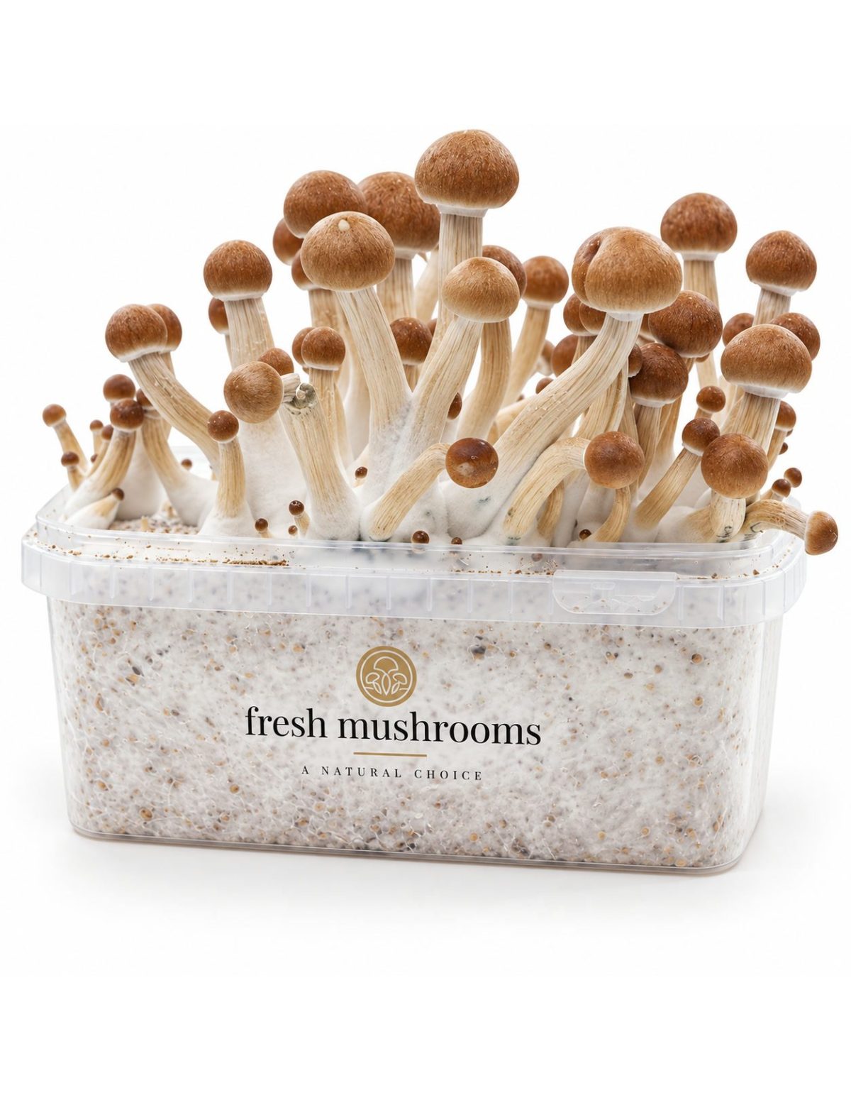 Kit de culture Fresh Mushrooms Ecuador, 1200 ml – kit avec champignons, vue de face