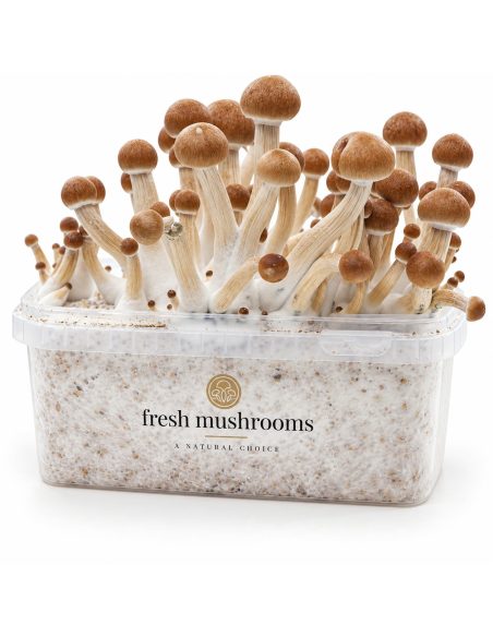 Kit de culture Fresh Mushrooms Ecuador, 1200 ml – kit avec champignons, vue de face