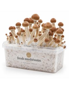 Kit de culture Fresh Mushrooms Ecuador, 1200 ml 2