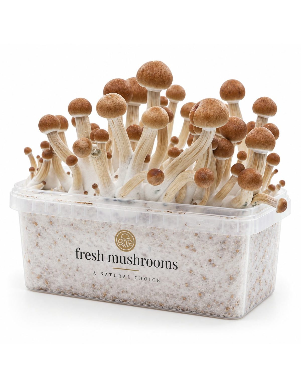 Kit de culture Fresh Mushrooms Ecuador, 1200 ml – kit avec champignons, autre angle