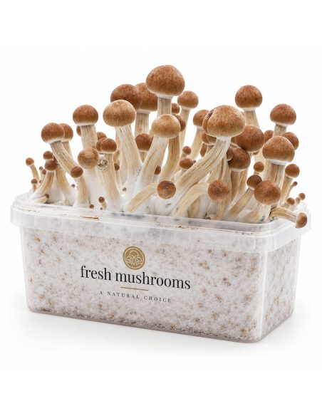 Kit de culture Fresh Mushrooms Ecuador, 1200 ml – kit avec champignons, autre angle