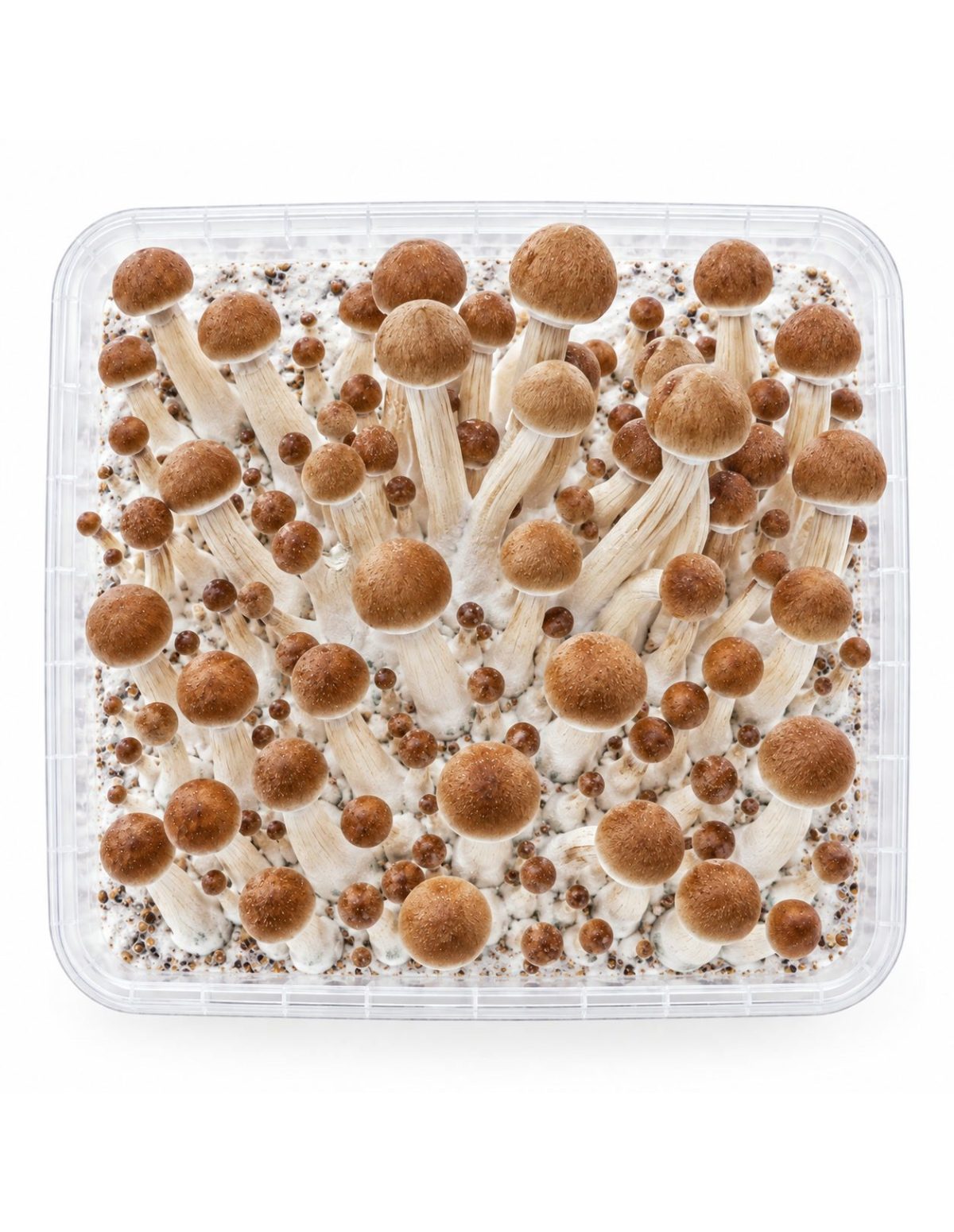 Kit de culture Fresh Mushrooms Ecuador, 1200 ml – kit vu du dessus