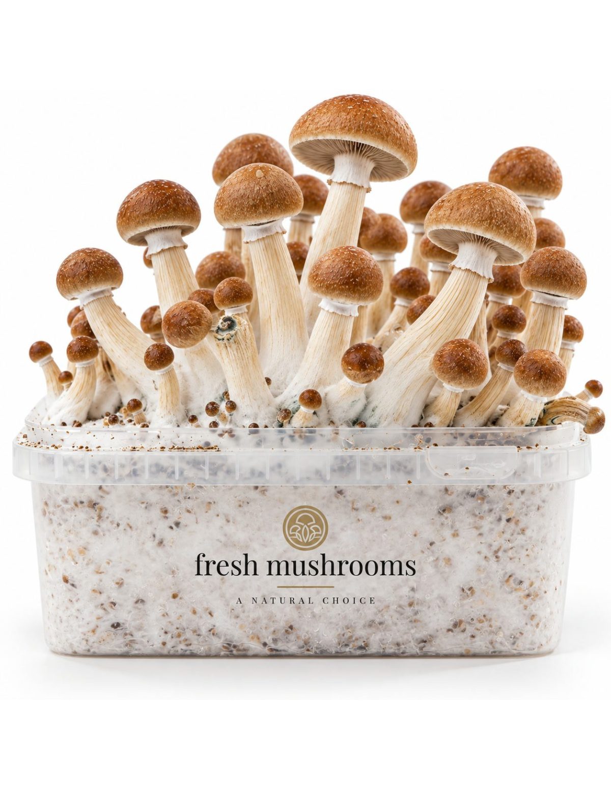 Kit de culture Fresh Mushrooms Ecuador, 1200 ml – détail des chapeaux et des pieds