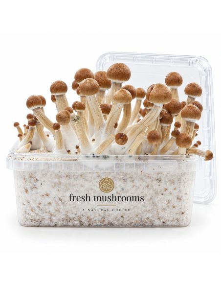 Kit de culture Fresh Mushrooms Ecuador, 1200 ml – kit ouvert avec son couvercle