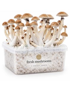 Kit de culture Fresh Mushrooms Thai, 1200 ml