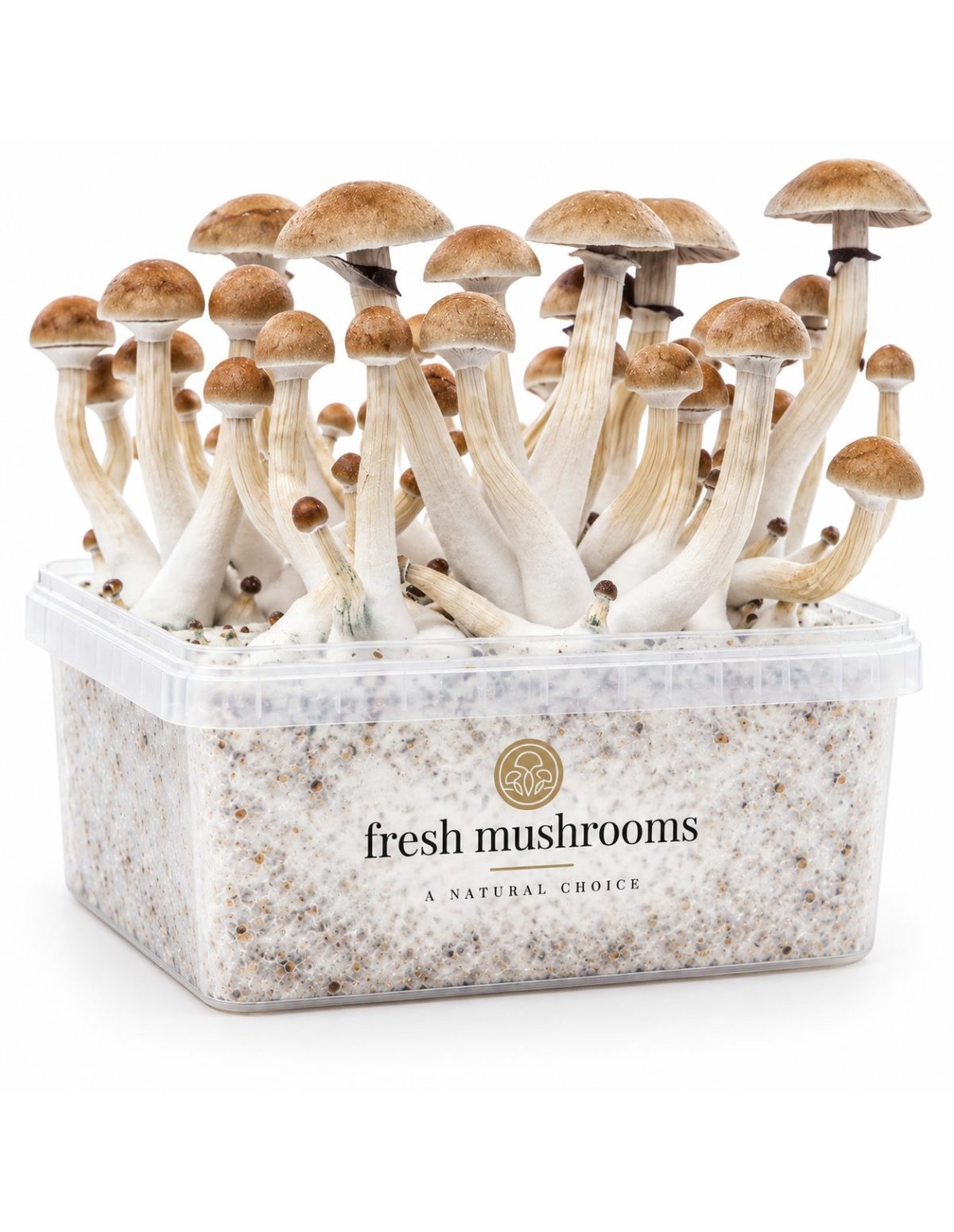 Kit de culture Fresh Mushrooms Thai, 1200 ml – kit avec champignons, vue de trois quarts