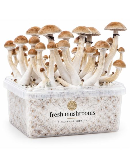 Kit de culture Fresh Mushrooms Thai, 1200 ml – kit avec champignons, vue de trois quarts