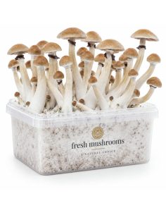 Kit de culture Fresh Mushrooms Thai, 1200 ml 2