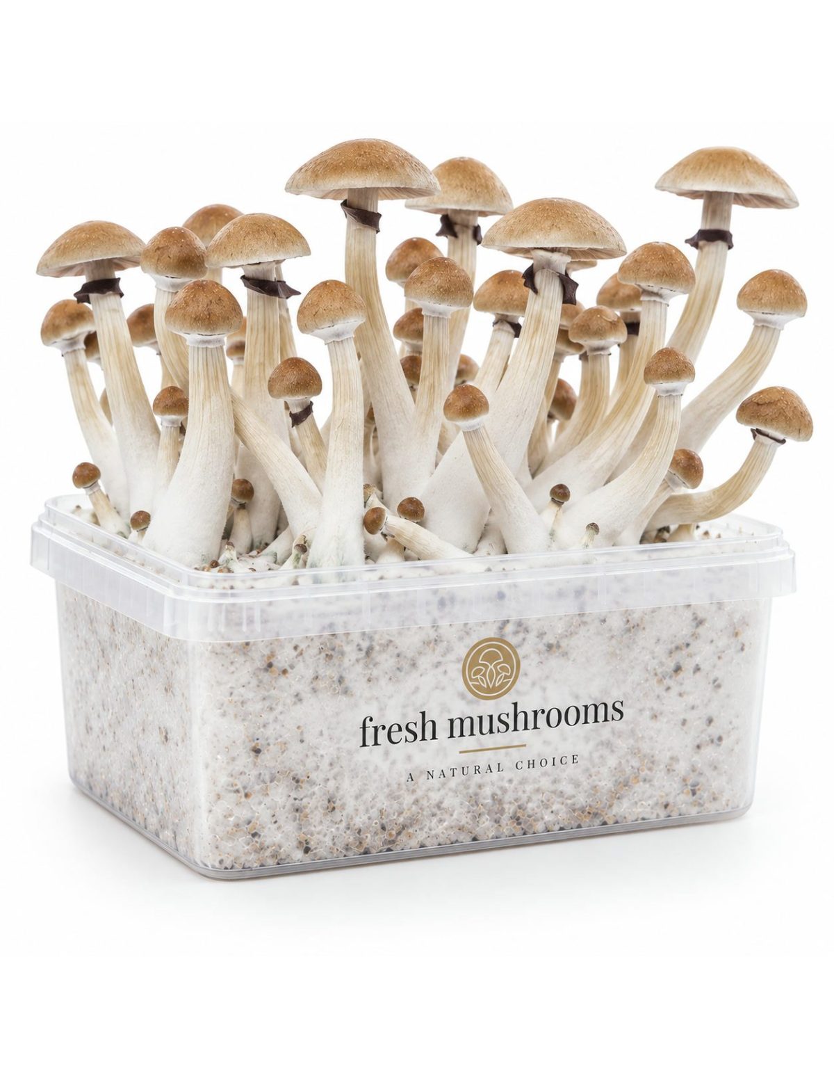 Kit de culture Fresh Mushrooms Thai, 1200 ml – kit avec champignons, côté opposé