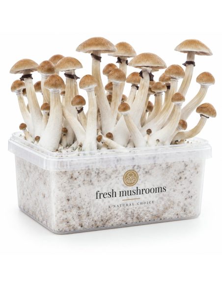 Kit de culture Fresh Mushrooms Thai, 1200 ml – kit avec champignons, côté opposé