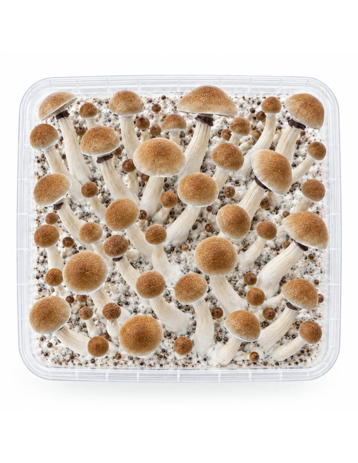 Kit de culture Fresh Mushrooms Thai, 1200 ml – kit vu du dessus