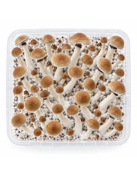 Kit de culture Fresh Mushrooms Thai, 1200 ml – kit vu du dessus