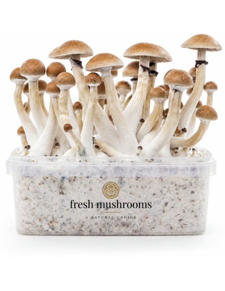 Kit de culture Fresh Mushrooms Thai, 1200 ml – kit avec champignons, vue de face