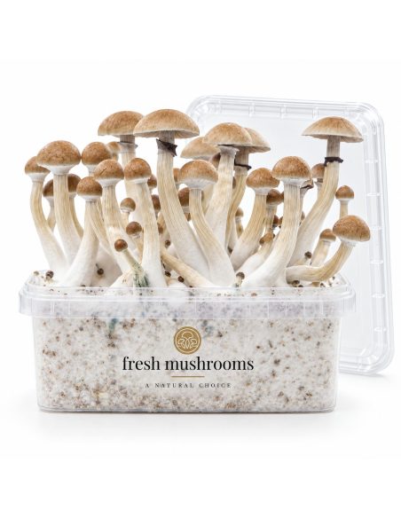 Kit de culture Fresh Mushrooms Thai, 1200 ml – kit avec champignons et couvercle retiré