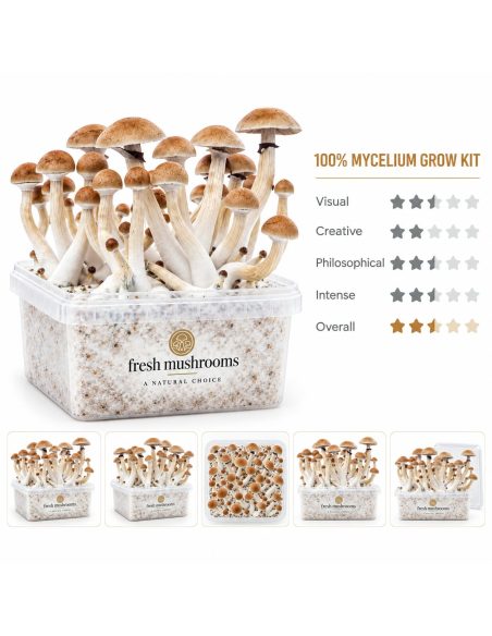 Kit de culture Fresh Mushrooms Thai, 1200 ml – vue principale et cinq petites vues du kit