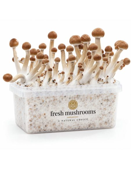 Kit de culture Fresh Mushrooms Mazatapec, 1200 ml – kit avec champignons, vue de face