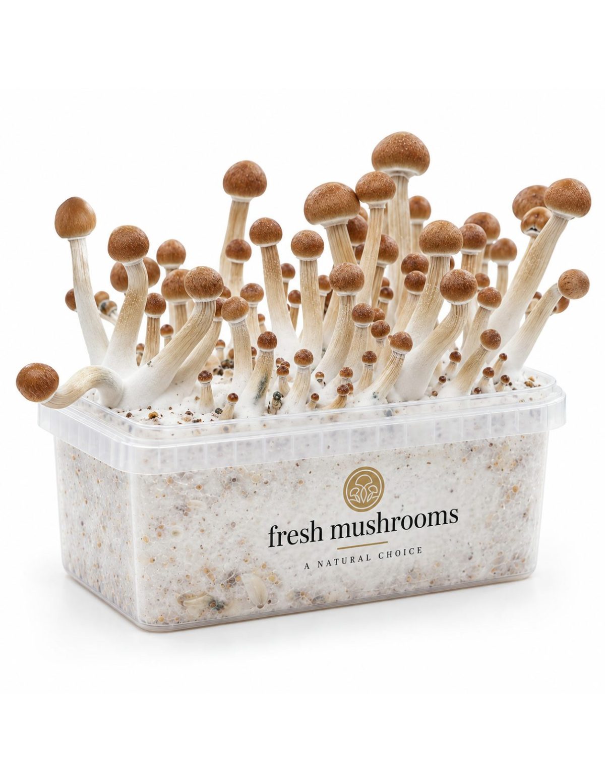 Kit de culture Fresh Mushrooms Mazatapec, 1200 ml – kit avec champignons, vue de biais