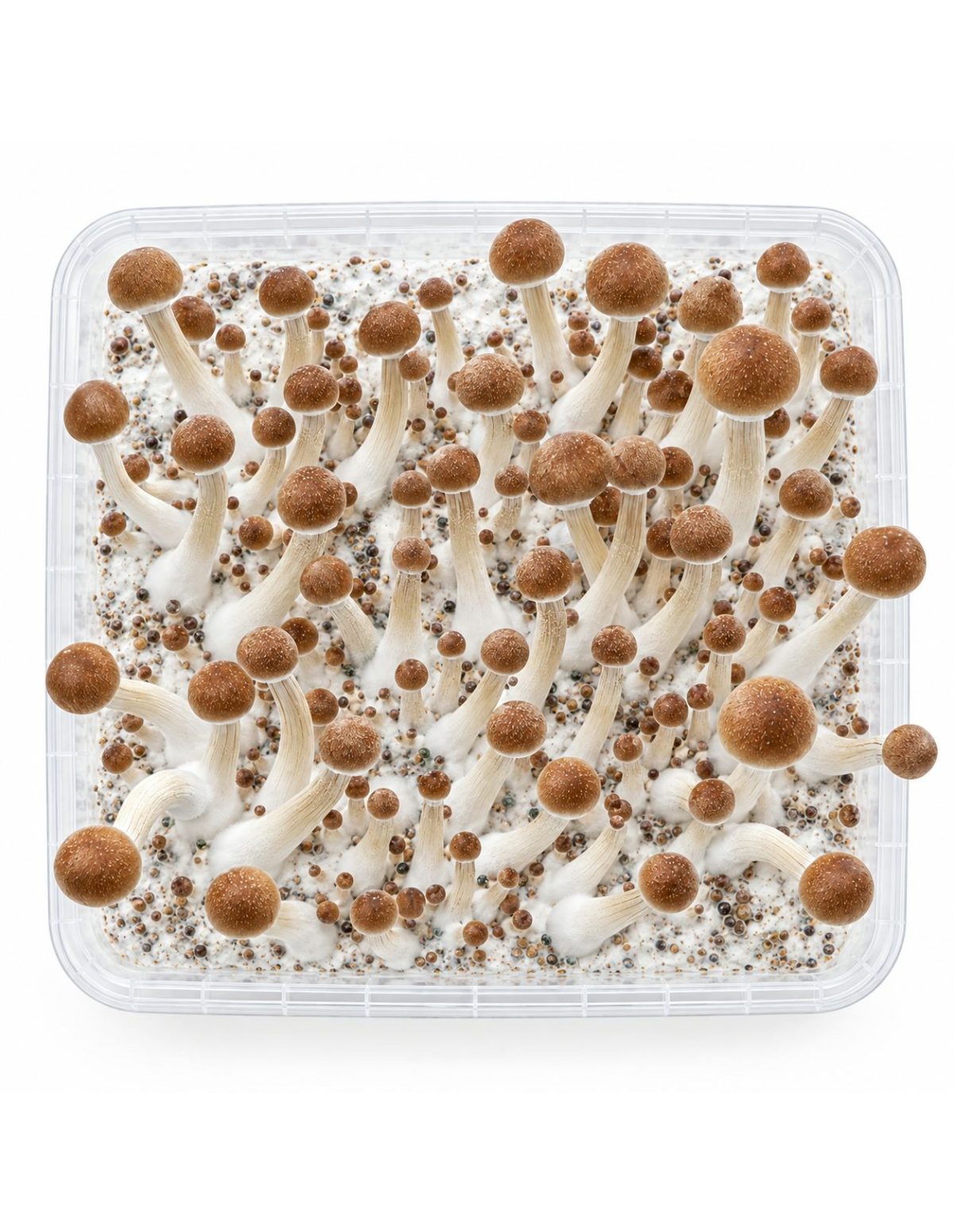 Kit de culture Fresh Mushrooms Mazatapec, 1200 ml – kit vu du dessus