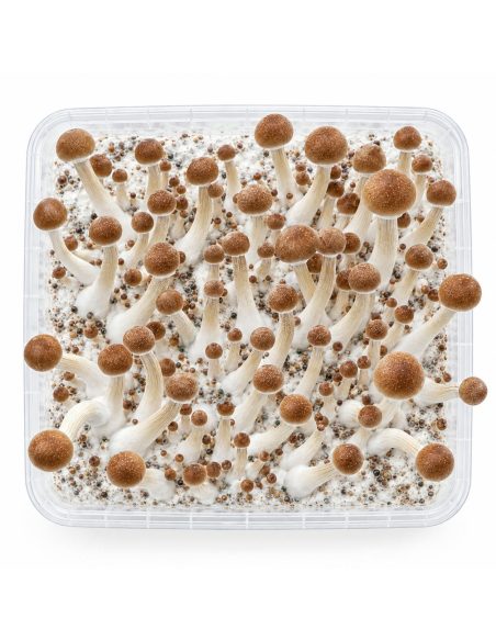Kit de culture Fresh Mushrooms Mazatapec, 1200 ml – kit vu du dessus