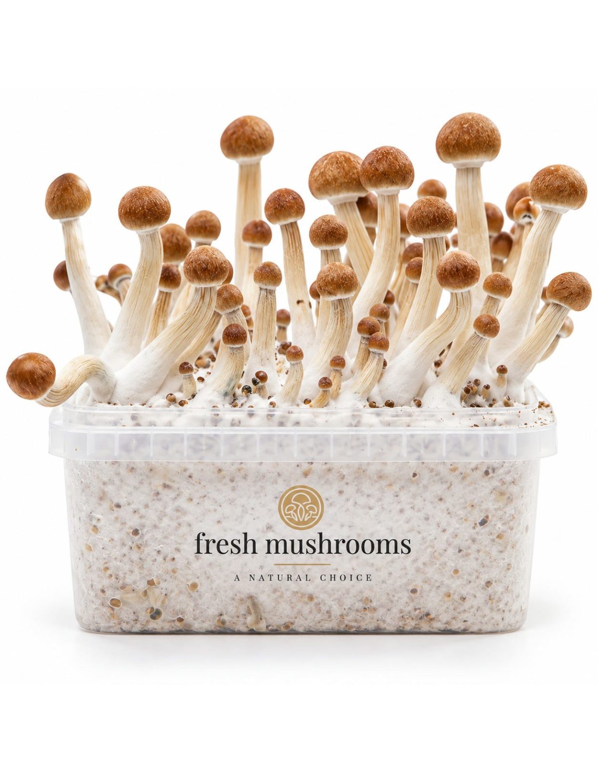 Kit de culture Fresh Mushrooms Mazatapec, 1200 ml – kit avec champignons, vue frontale